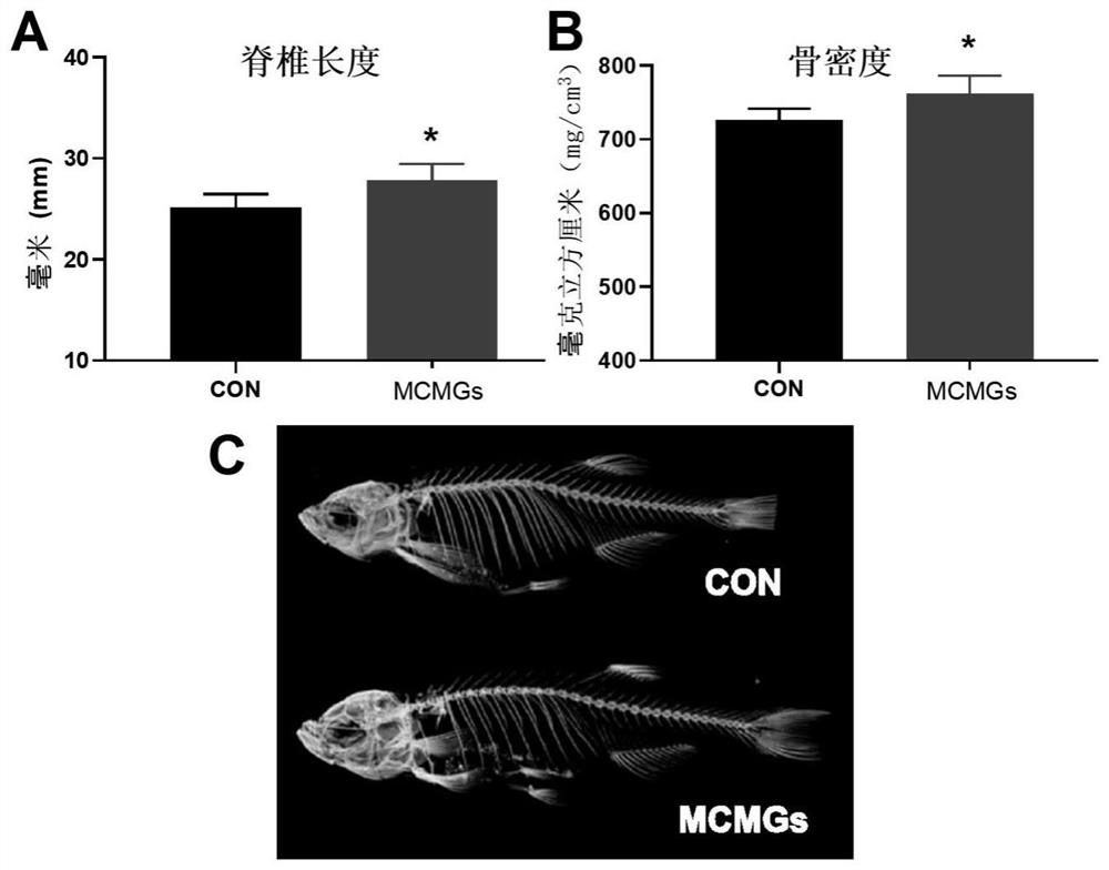Application of medium-chain fatty acid monoglyceride composition in preparation of products for promoting bone growth