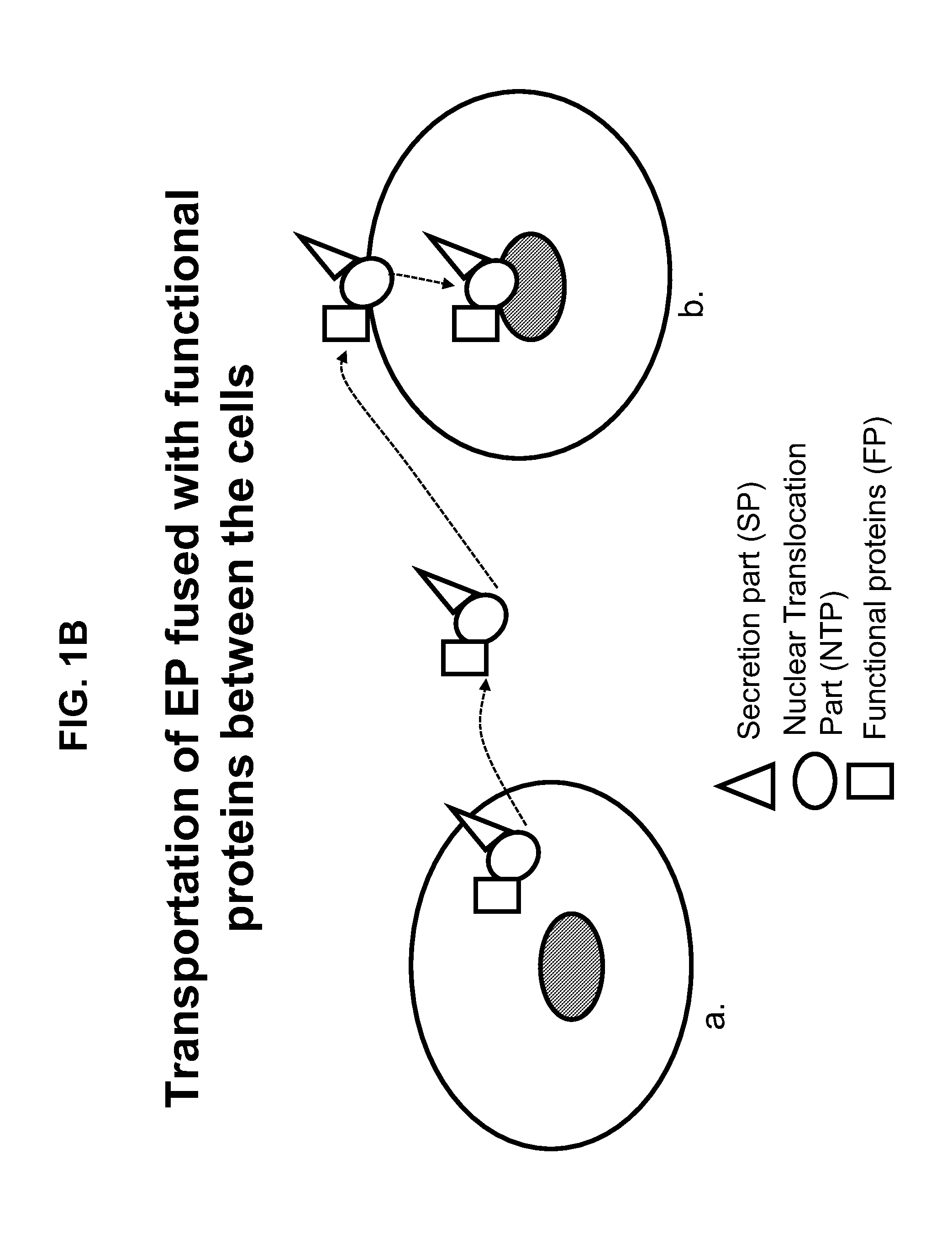 Engineered peptide (EP)-directed protein intercellular delivery system and uses thereof