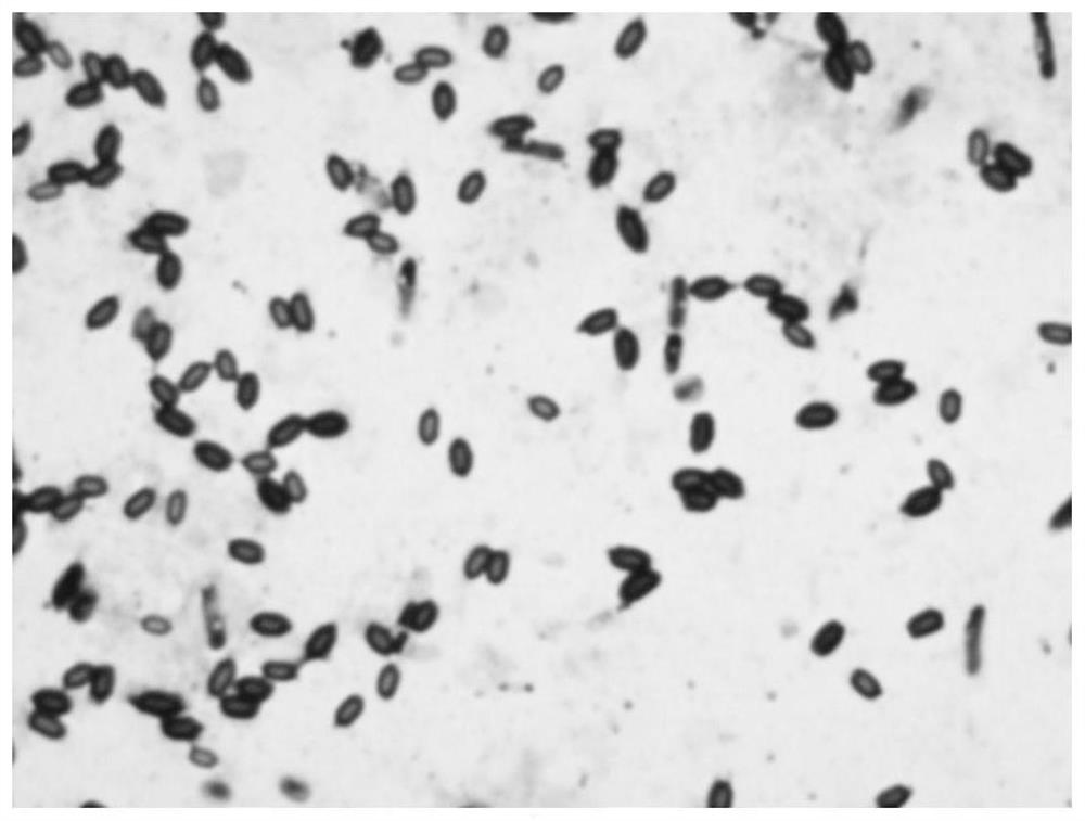 Thermophilic aerophilic thiamine-decomposing bacillus, microbial inoculum and application of microbial inoculum