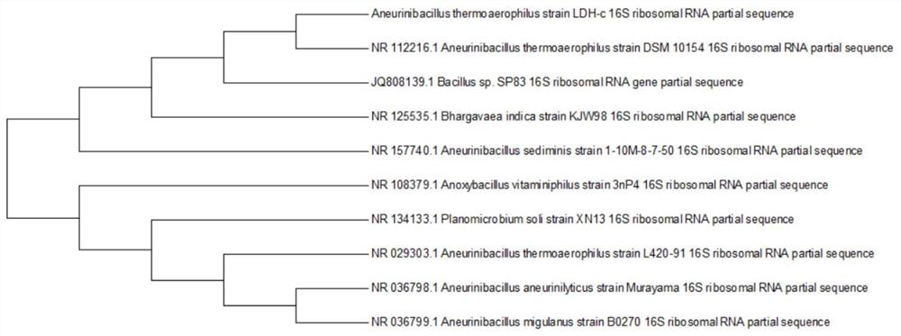 Thermophilic aerophilic thiamine-decomposing bacillus, microbial inoculum and application of microbial inoculum