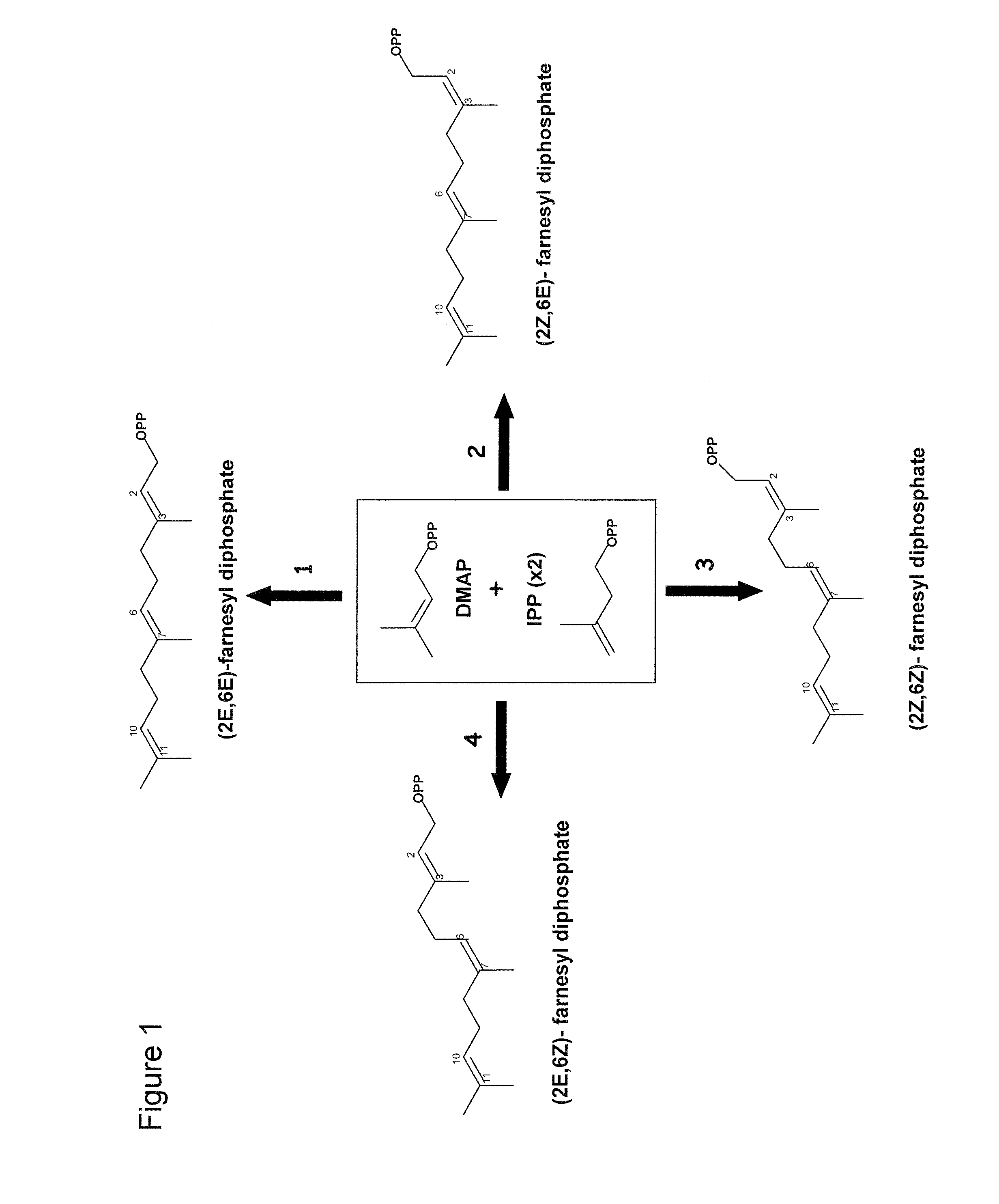 Genes Encoding Z,Z-Farnesyl Diphosphate Synthase and A Sesquiterpene Synthase with Multiple Products and Uses Thereof