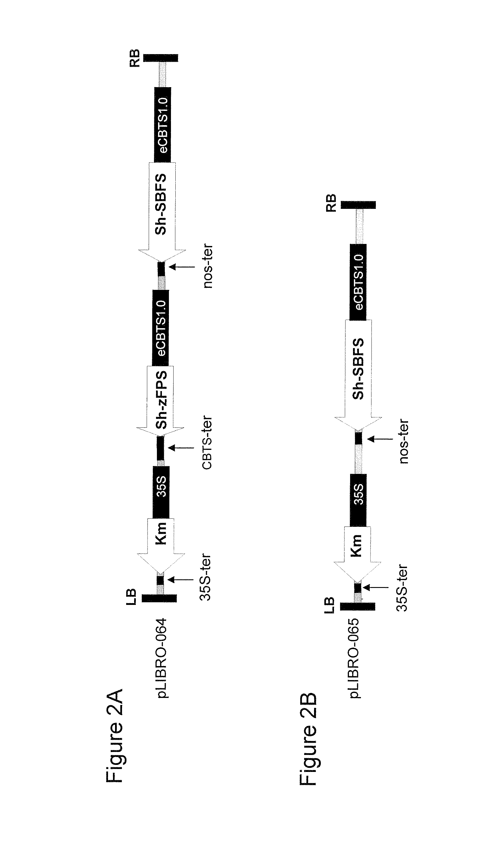 Genes Encoding Z,Z-Farnesyl Diphosphate Synthase and A Sesquiterpene Synthase with Multiple Products and Uses Thereof