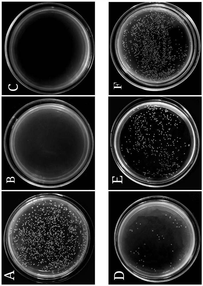 A dna-binding antimicrobial peptide vpdb40 of Penaeus vannamei and its application