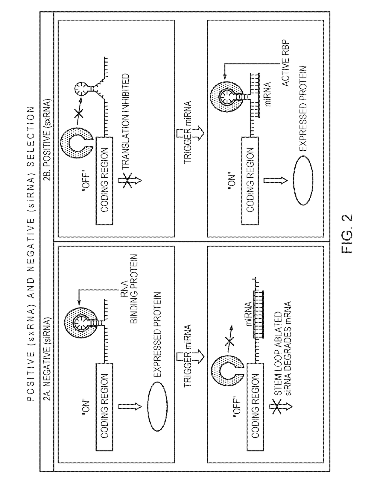 Methods and compositions for use of non-coding RNA in cell culturing and selection