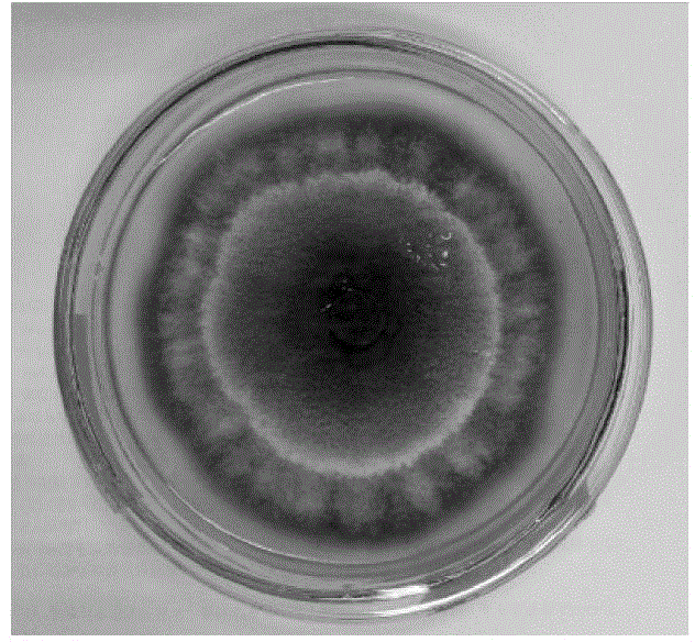 Preparation method for Trichoderma harzianum degrading p-toluenesulfonic acid and industrial waste water treatment method