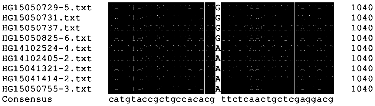 A method for rapid identification of Corynespora multiprimum resistance to fluopyram and a pair of special primers