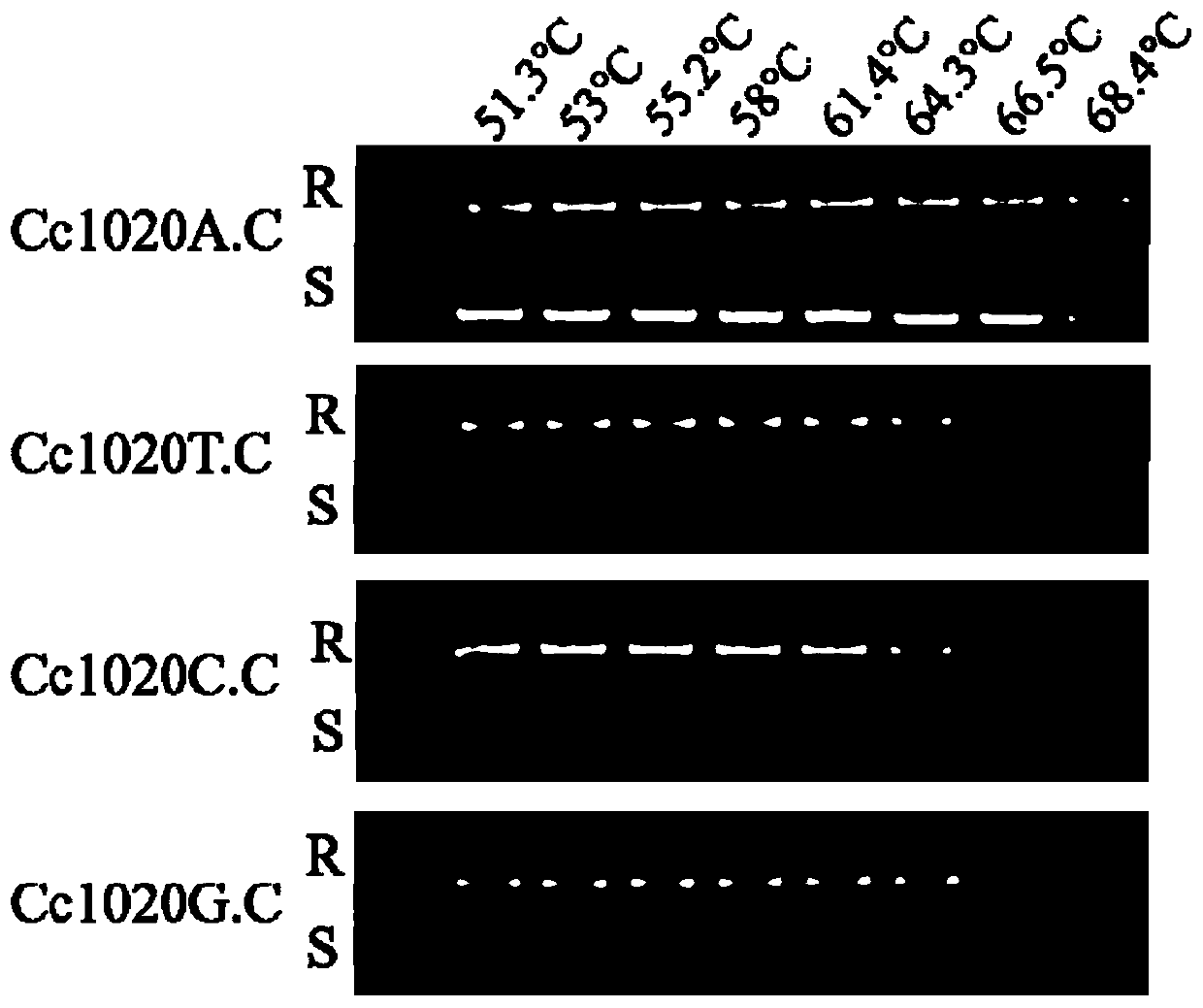 A method for rapid identification of Corynespora multiprimum resistance to fluopyram and a pair of special primers