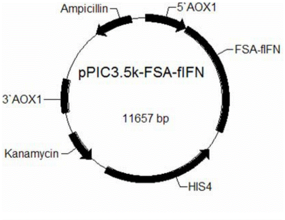 Cat long-acting fusion interferon as well as preparation method and application thereof