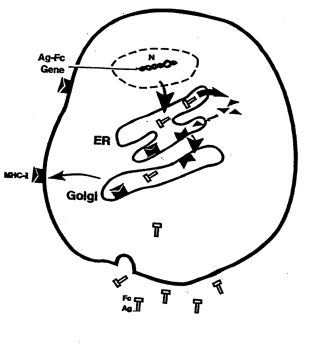 Compositions and methods for identifying antigens which elicit an immune response