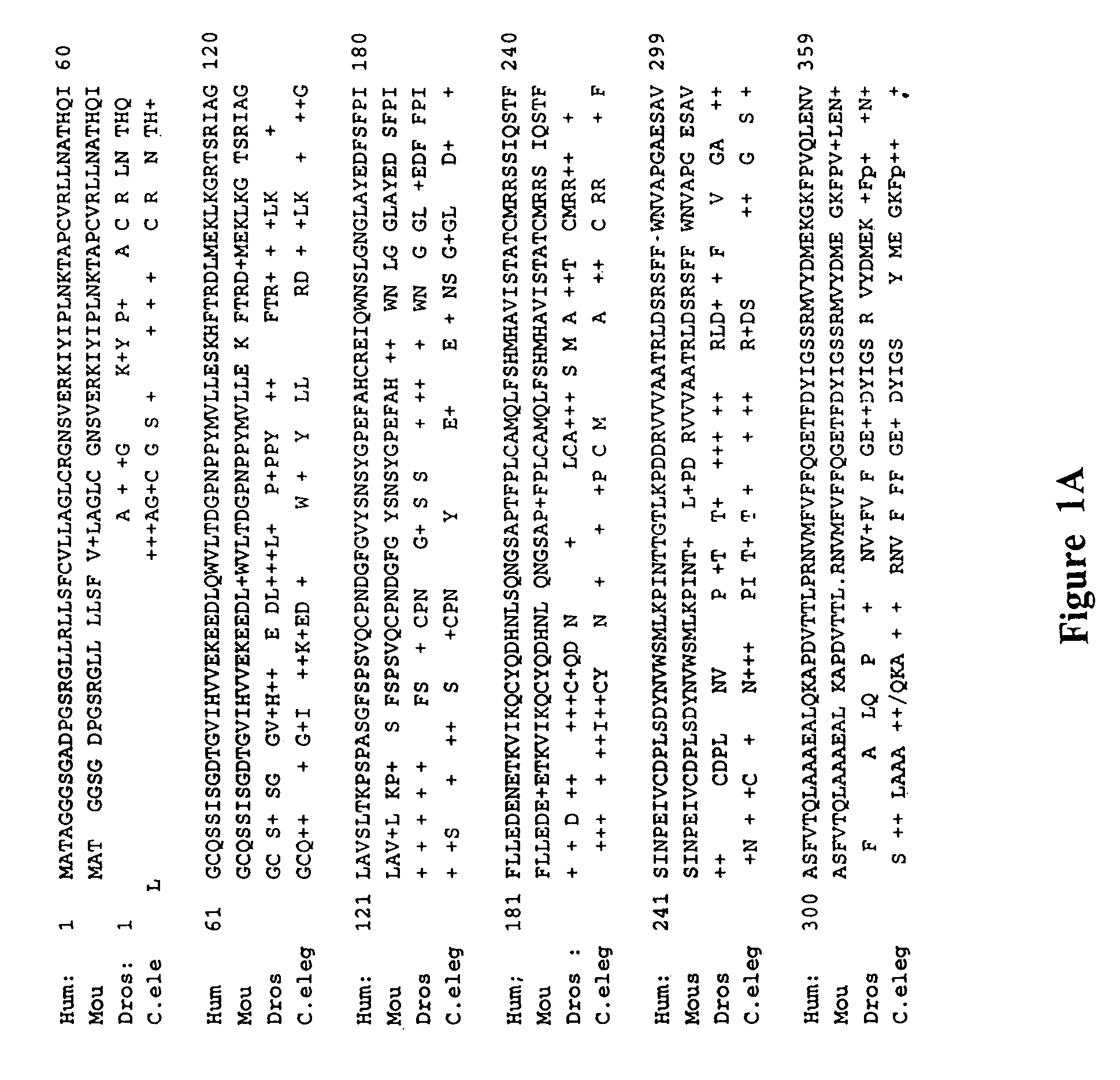Presenilin associated membrane protein (PAMP)and uses thereof