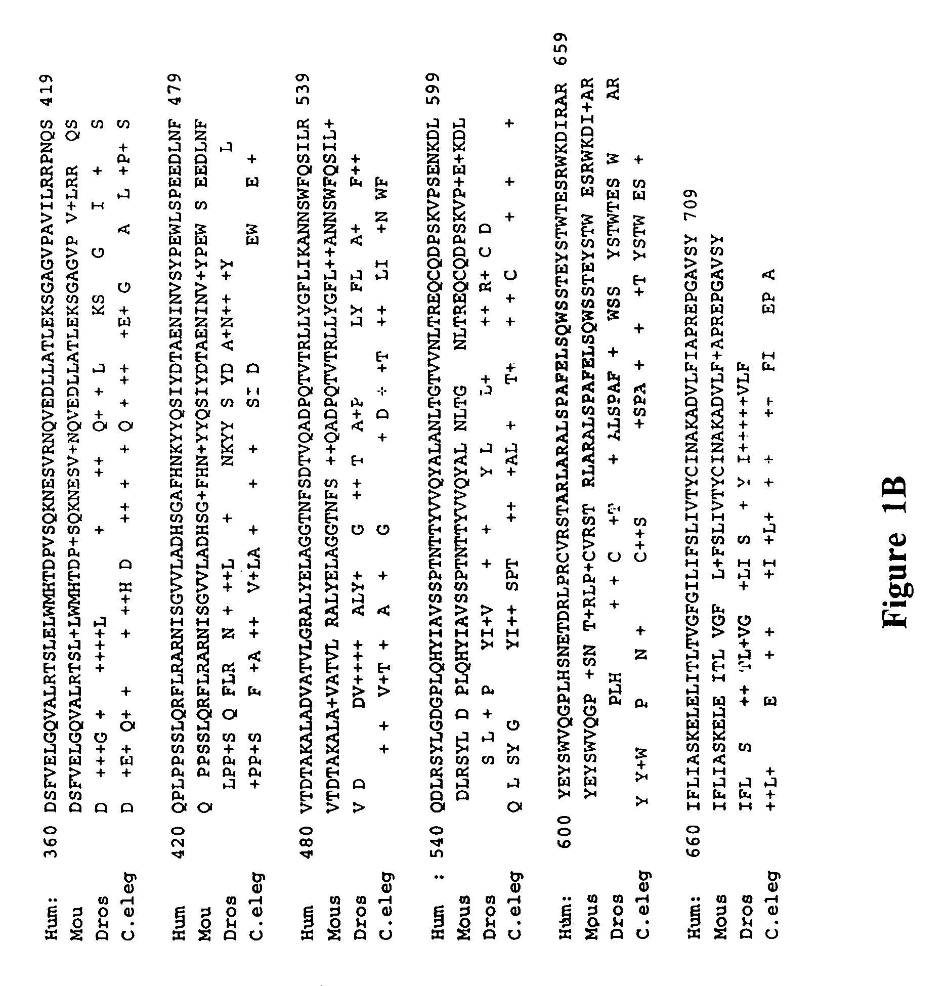 Presenilin associated membrane protein (PAMP)and uses thereof