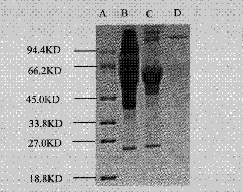 Hybridoma cell line and application thereof