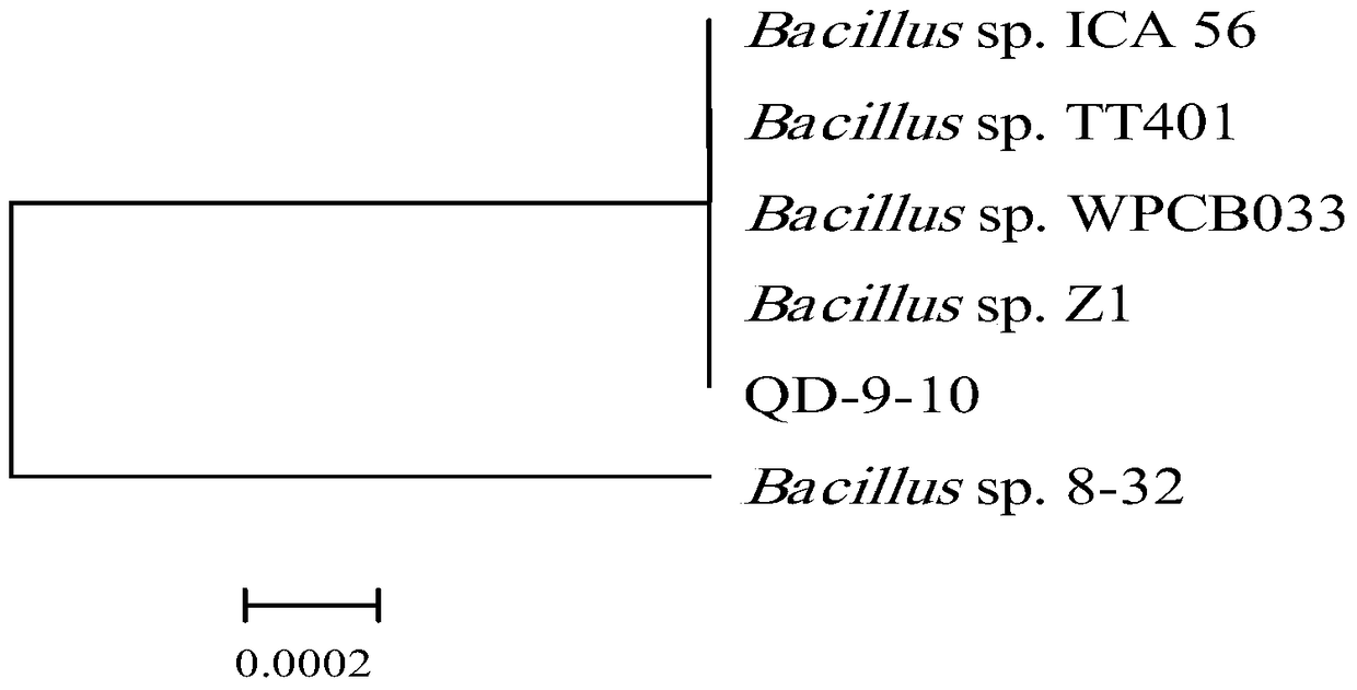 A Bacillus strain capable of efficiently degrading dmp, its cultivation method and its application in remediating soil paes pollution