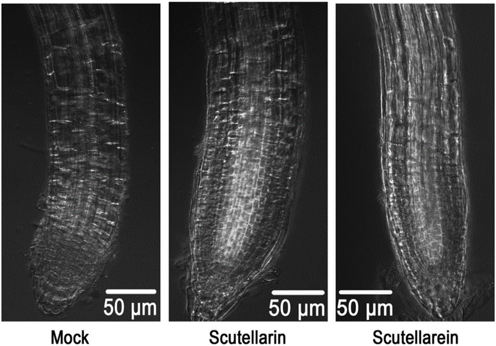 Polar auxin transport accelerant and application thereof