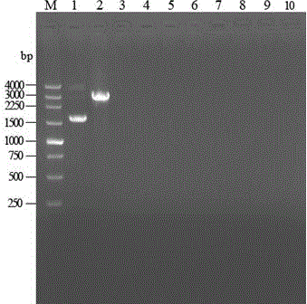 Method for constructing T vector based on terminal transferase activity of Taq enzyme