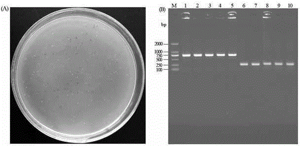 Method for constructing T vector based on terminal transferase activity of Taq enzyme