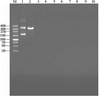 Method for constructing T vector based on terminal transferase activity of Taq enzyme