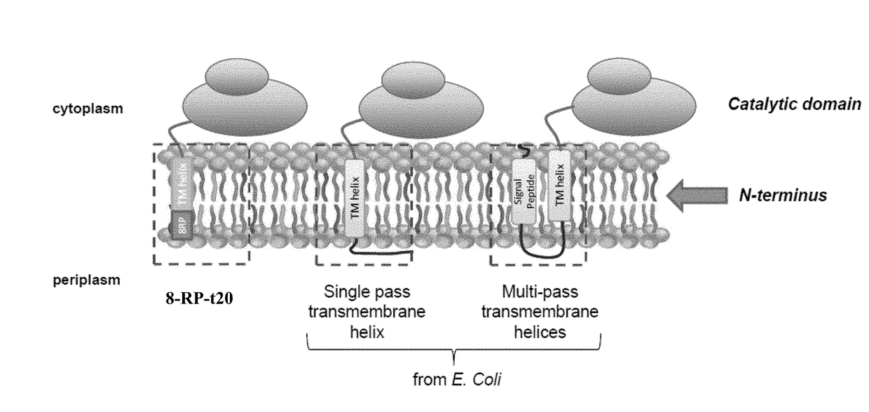 Increasing productivity of e. coli host cells that functionally express p450 enzymes