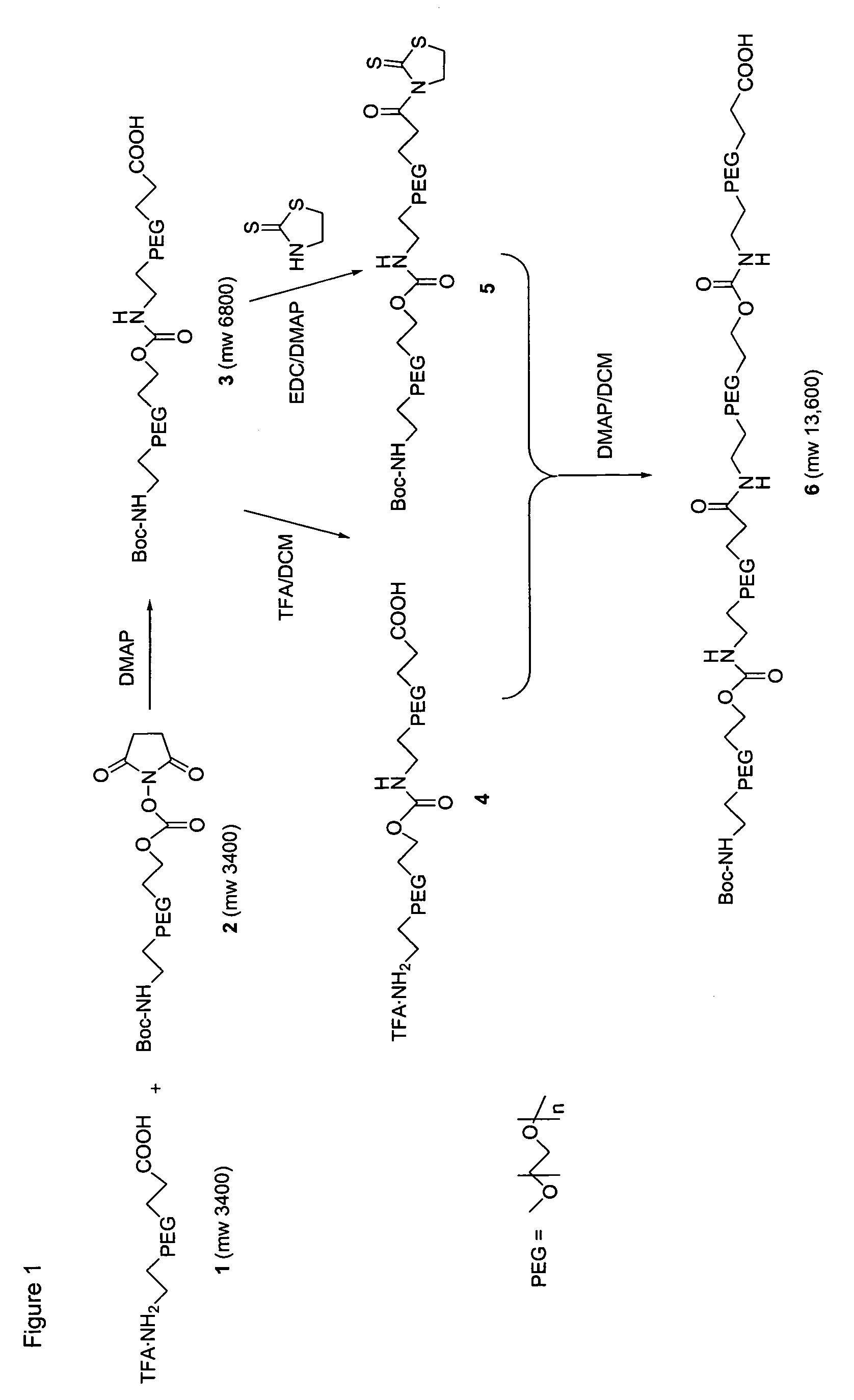Heterobifunctional polymeric bioconjugates