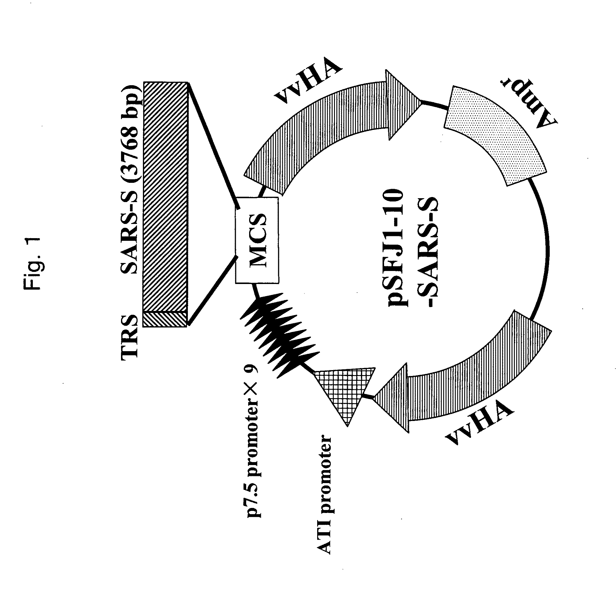 Recombinant virus and use thereof