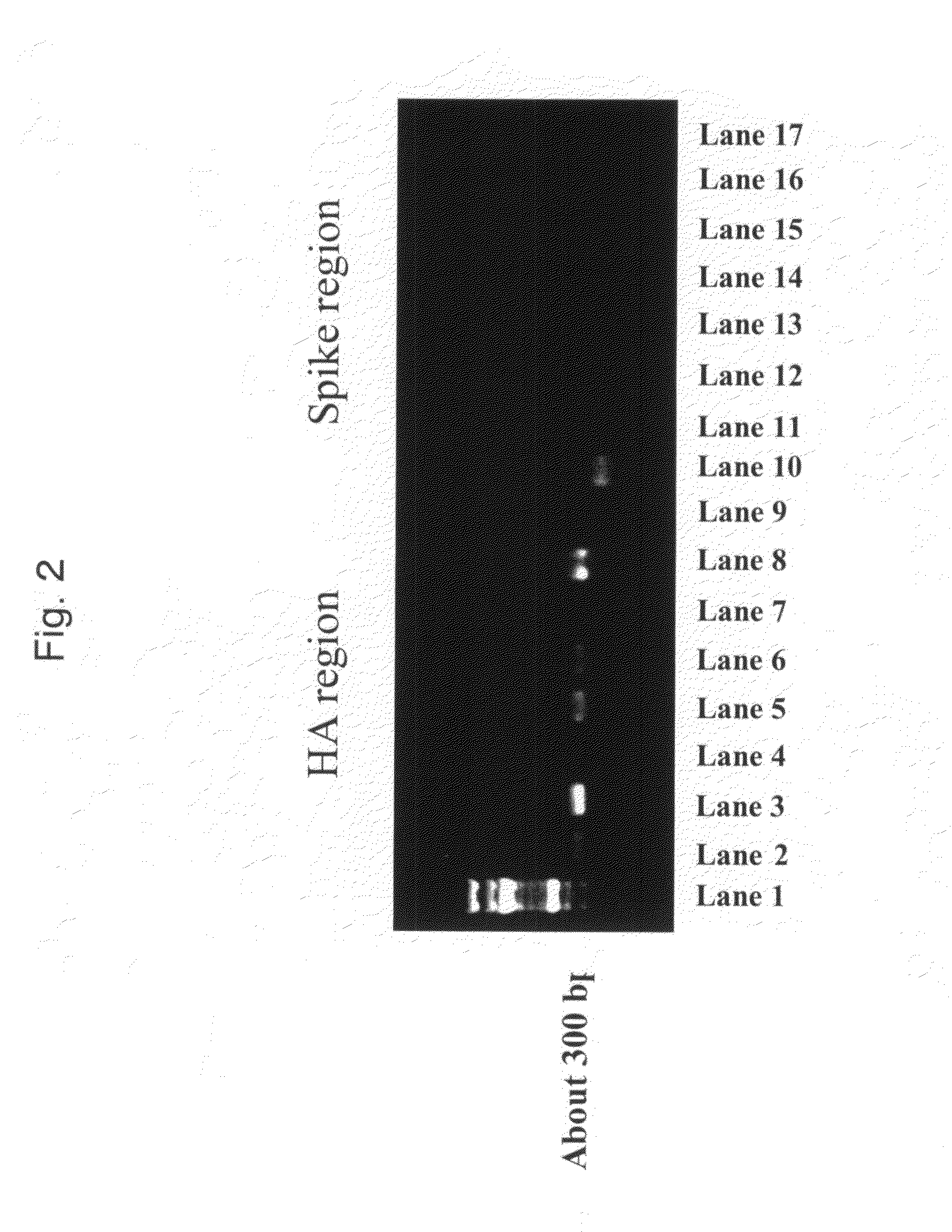 Recombinant virus and use thereof