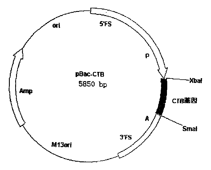 Preparation method of cholera toxin B sub unit