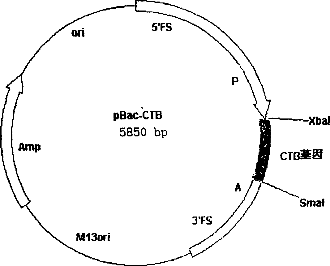 Preparation method of cholera toxin B sub unit