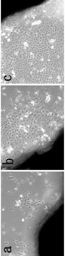 Method for cultivating yangtze river delta white goathair follicle stem cells in tissue explant method