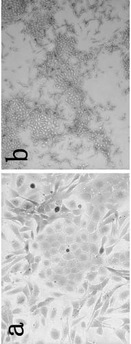 Method for cultivating yangtze river delta white goathair follicle stem cells in tissue explant method