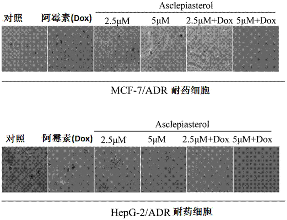 C21 steroid asclepiasterol and its preparation method and its application in the preparation of tumor multidrug resistance reversal agent