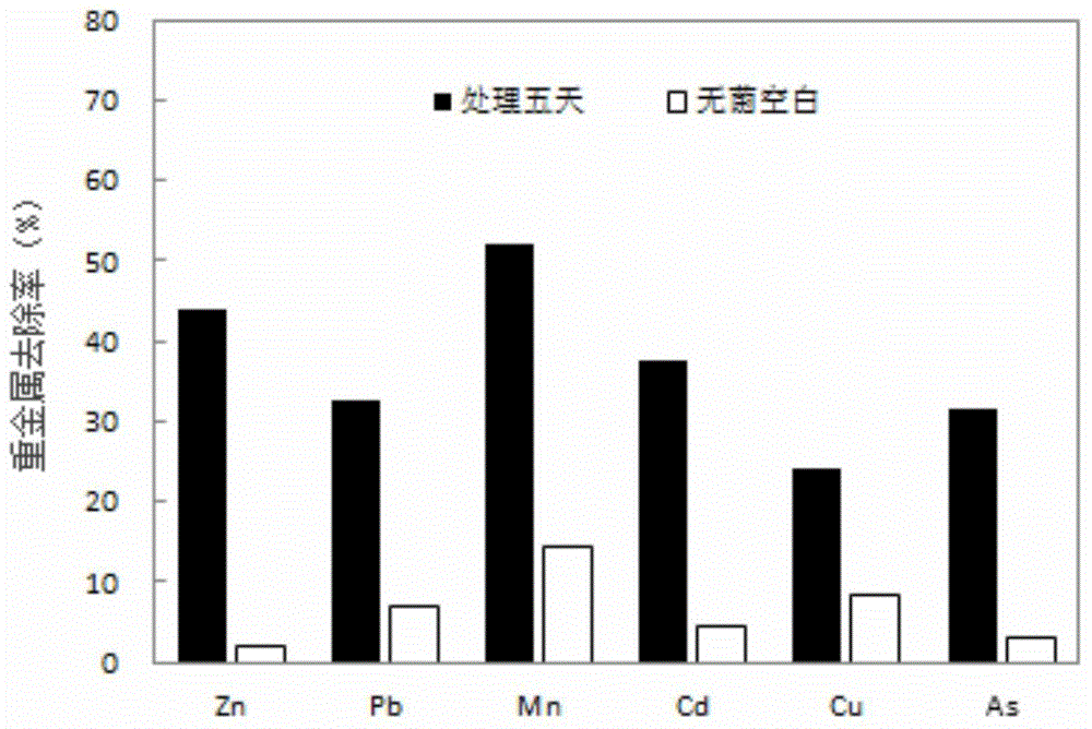 Burkholderia and application method thereof