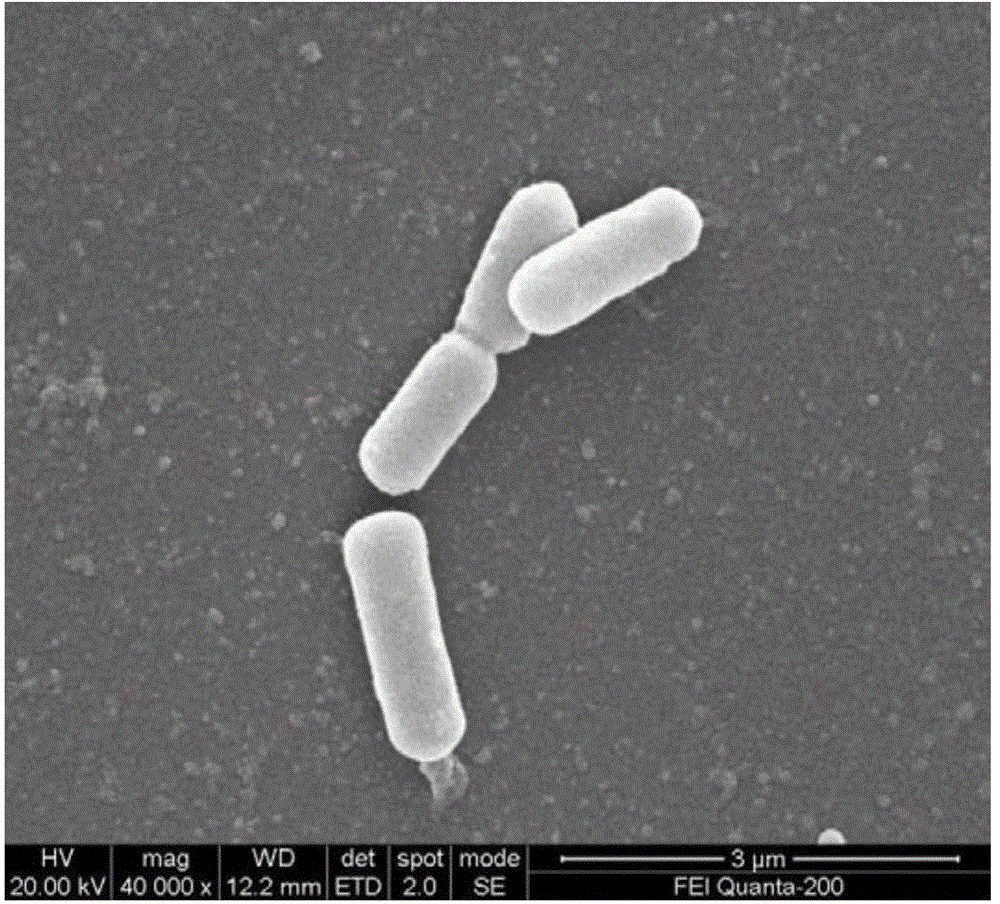 Burkholderia and application method thereof