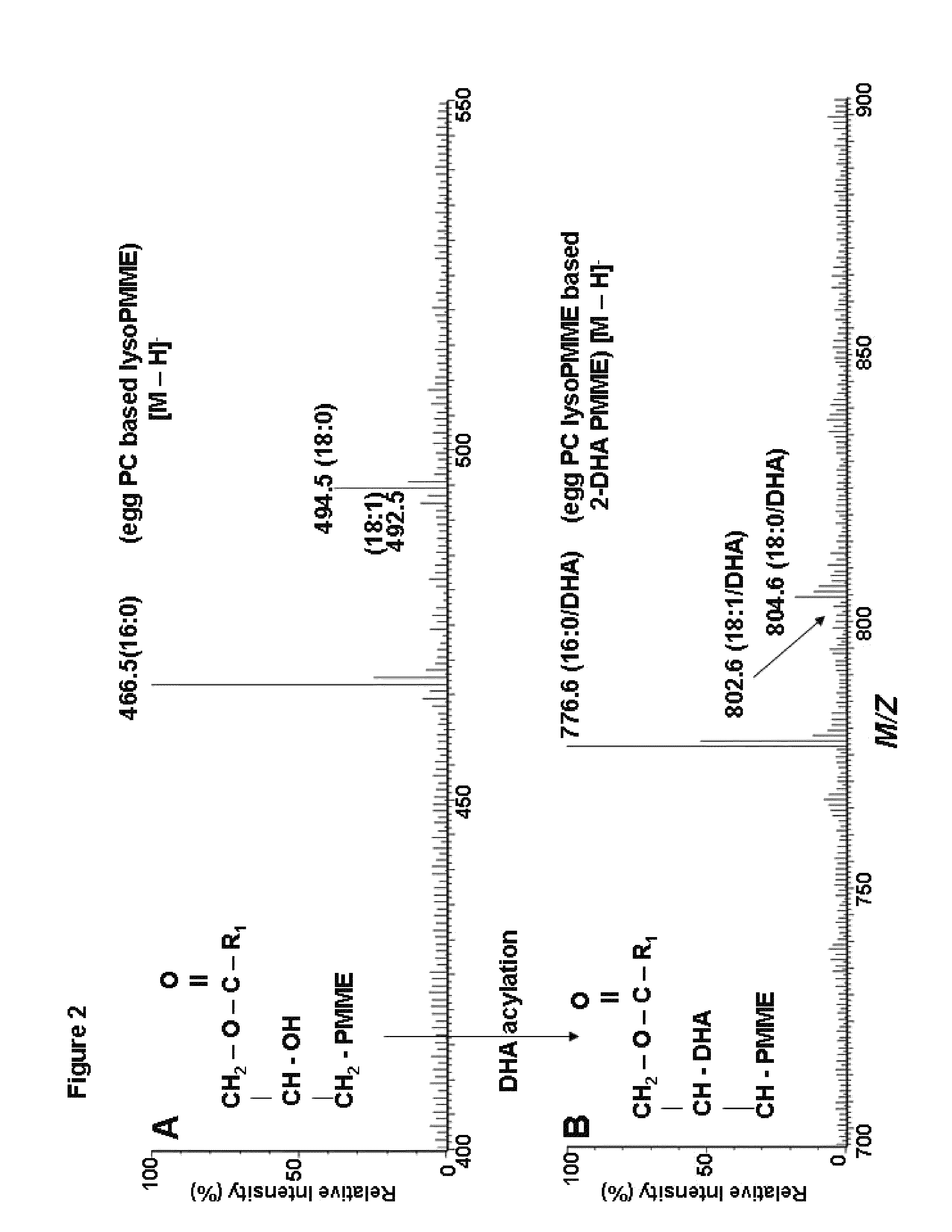 Composition and method for promoting survival of aged basal forebrain cholinergic neuron leading to provention and treatment of age-related neurodegenerative disorder