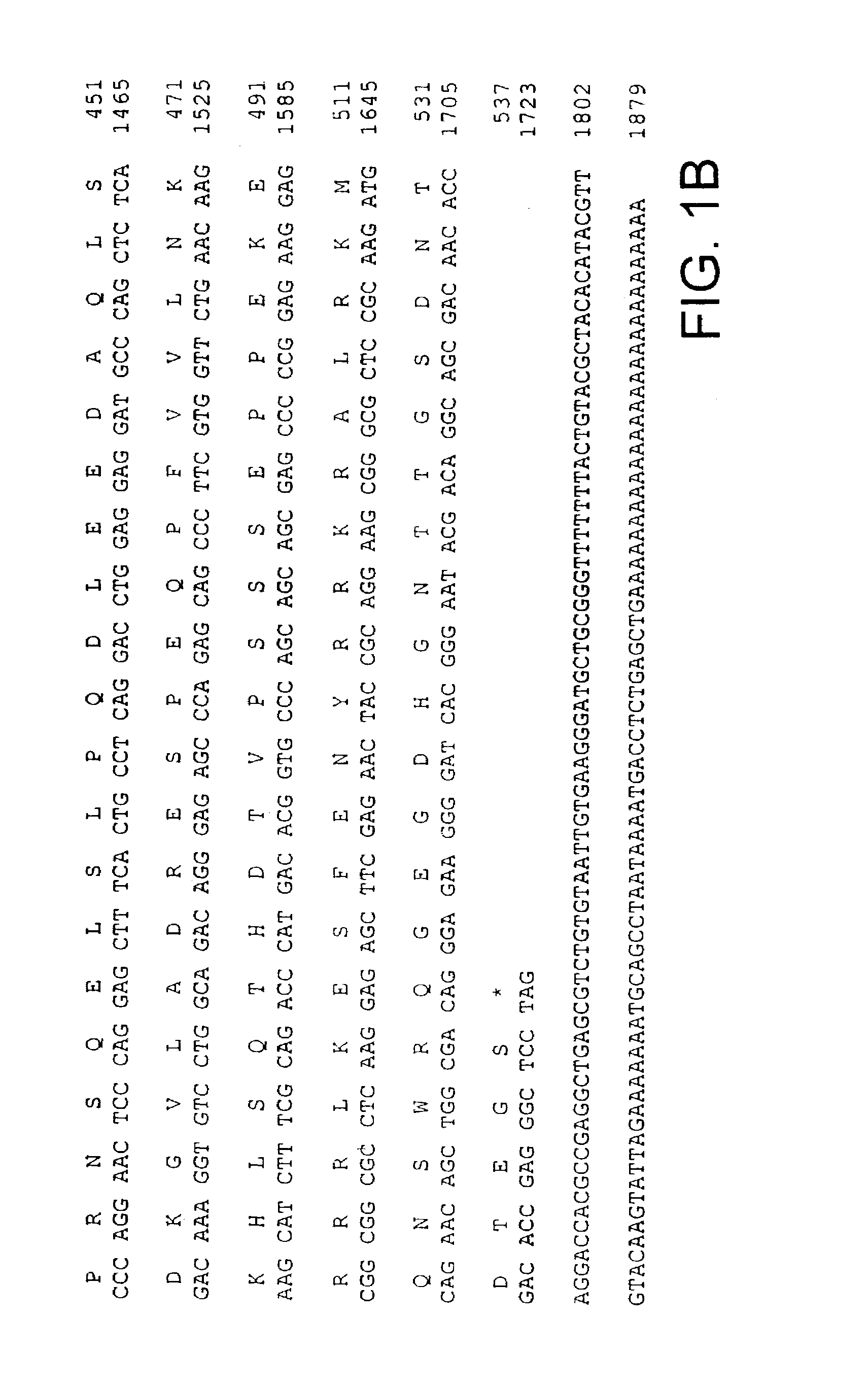 Molecules of the card-related protein family and uses thereof