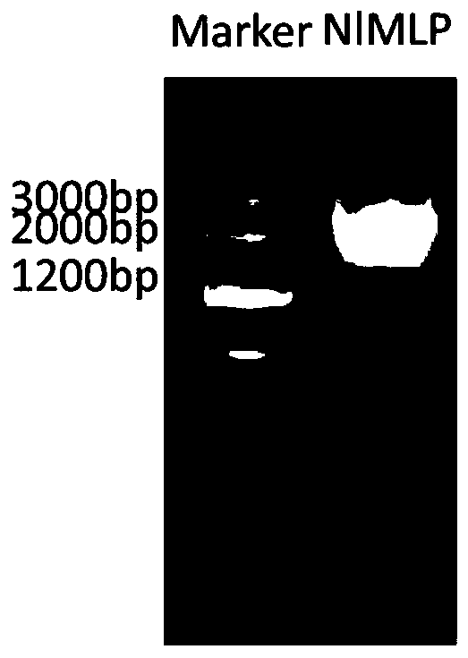 Brown planthopper nlmlp gene, encoded protein and its application