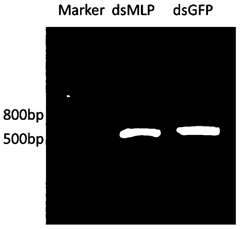 Brown planthopper nlmlp gene, encoded protein and its application