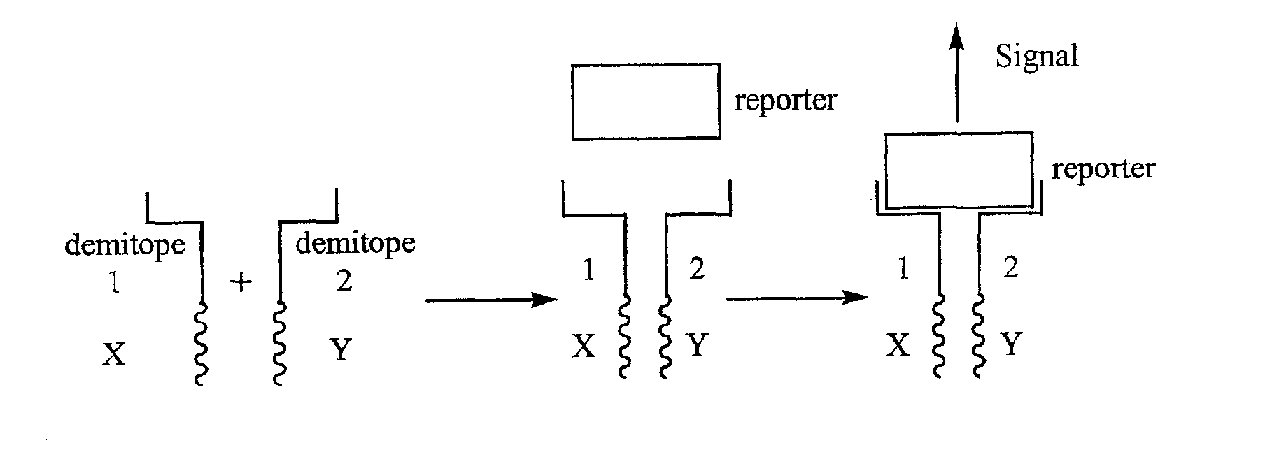 Real time detection of intermolecular interaction