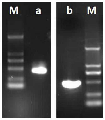 Improved chicken-derived antibacterial peptide as well as encoding gene, recombinant plasmid, recombinant bacterium and application thereof