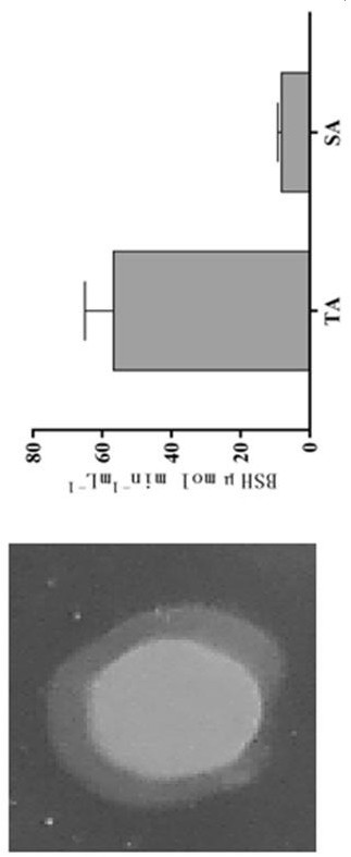 A strain of Lactobacillus fermentum kp101 and its application