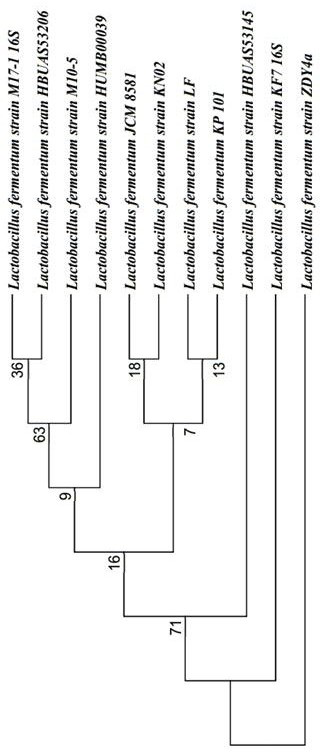 A strain of Lactobacillus fermentum kp101 and its application