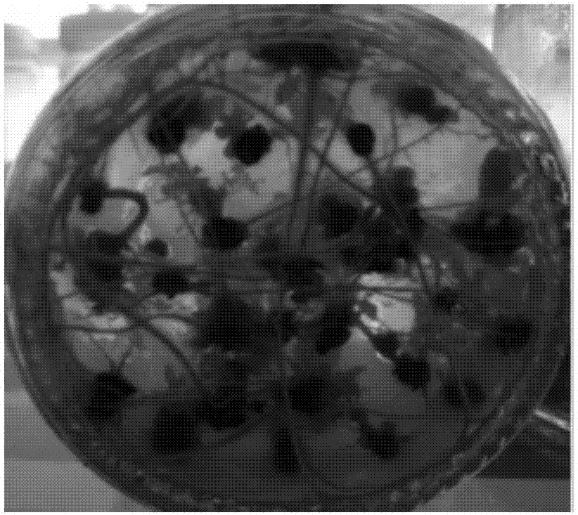 A method for promoting the rooting of Eucalyptus durn tissue culture seedlings