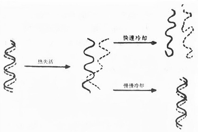 Method and kit for detecting polymorphism of multiple single nucleotides and application thereof