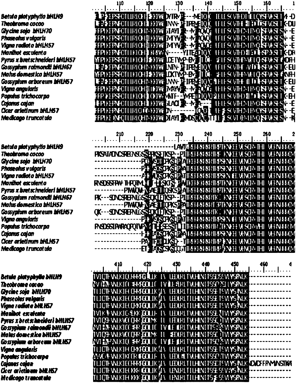 Application of betula platyphylla suk. bHLH9 protein in regulation of synthesis of triterpenoids