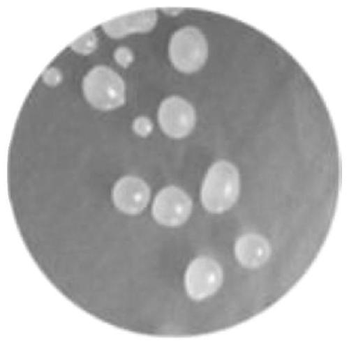 Preparation method and application of Bacillus velezensis capable of efficiently antagonizing fusarium graminearum