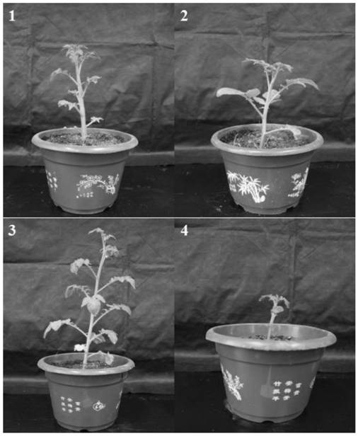 Compound agent for promoting growth of potato seedlings and application thereof