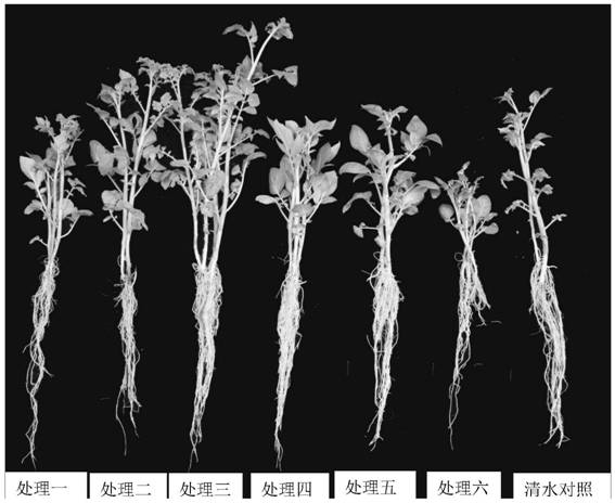 Compound agent for promoting growth of potato seedlings and application thereof