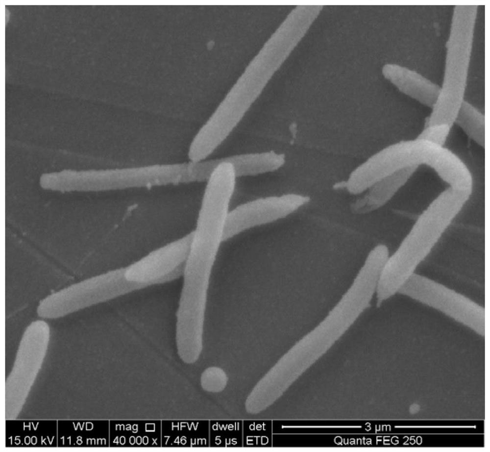 Lysinibacillus macrolides, microbial agent, biocontrol agent and preparation method and application thereof