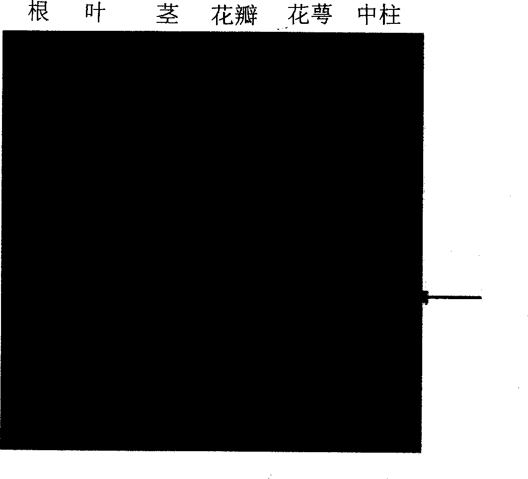 Composition for regulation of gametophytic self-incompatibility, control method of gametophytic self imcompatibility of a plant and the plant self-polli-nated by using said control method