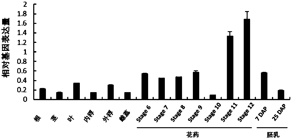 Rice alpha-amylase and coding genes and application thereof