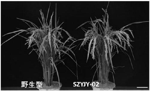 Rice alpha-amylase and coding genes and application thereof
